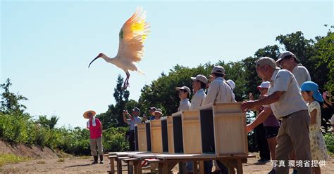 放鳥意思